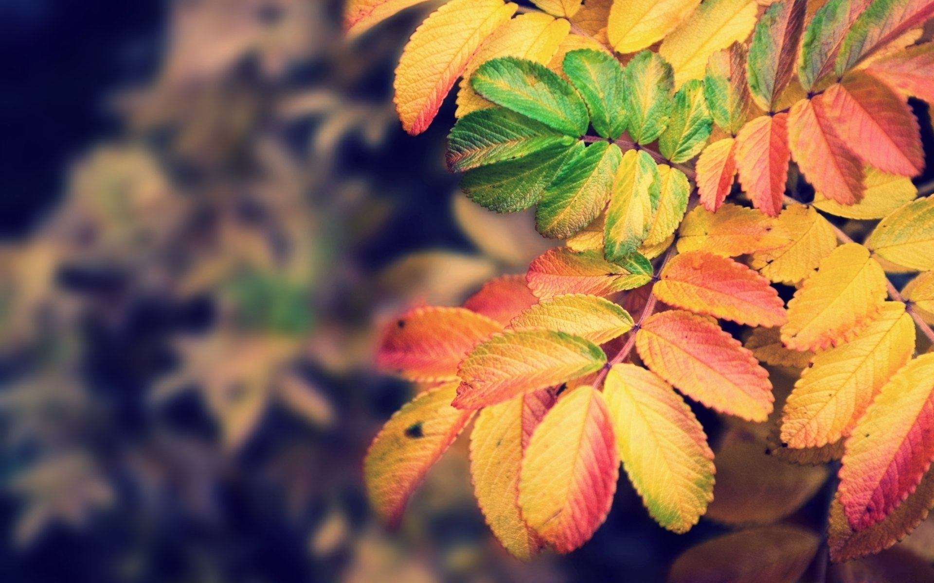 HD desktop wallpaper featuring a close-up of a nature branch with vibrant autumn leaves in shades of yellow, orange, and green against a blurred background.