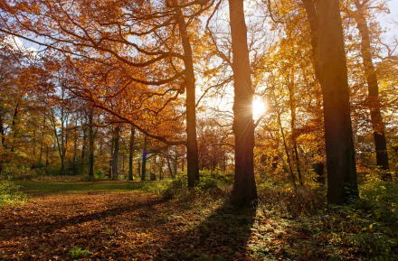 Netherlands nature fall HD Desktop Wallpaper | Background Image
