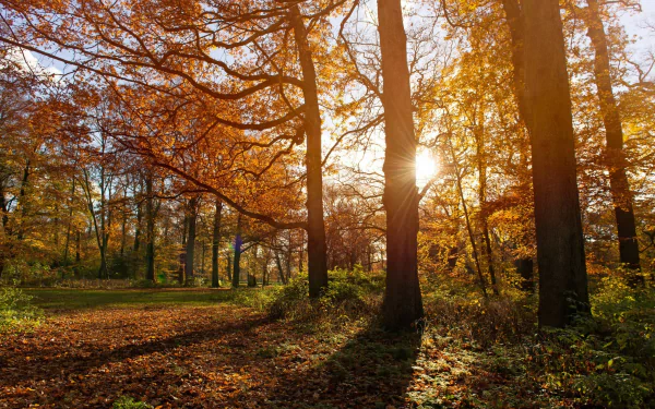 HD PC wallpaper showing a sunlit autumn forest in the Netherlands with golden foliage and long shadows capturing the essence of fall nature.