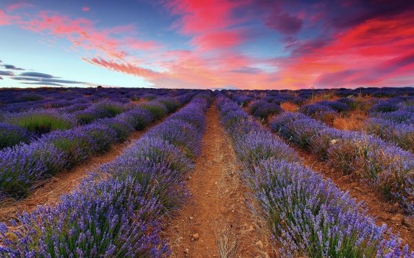 Nature Lavender Flowers HD Wallpaper | Background Image