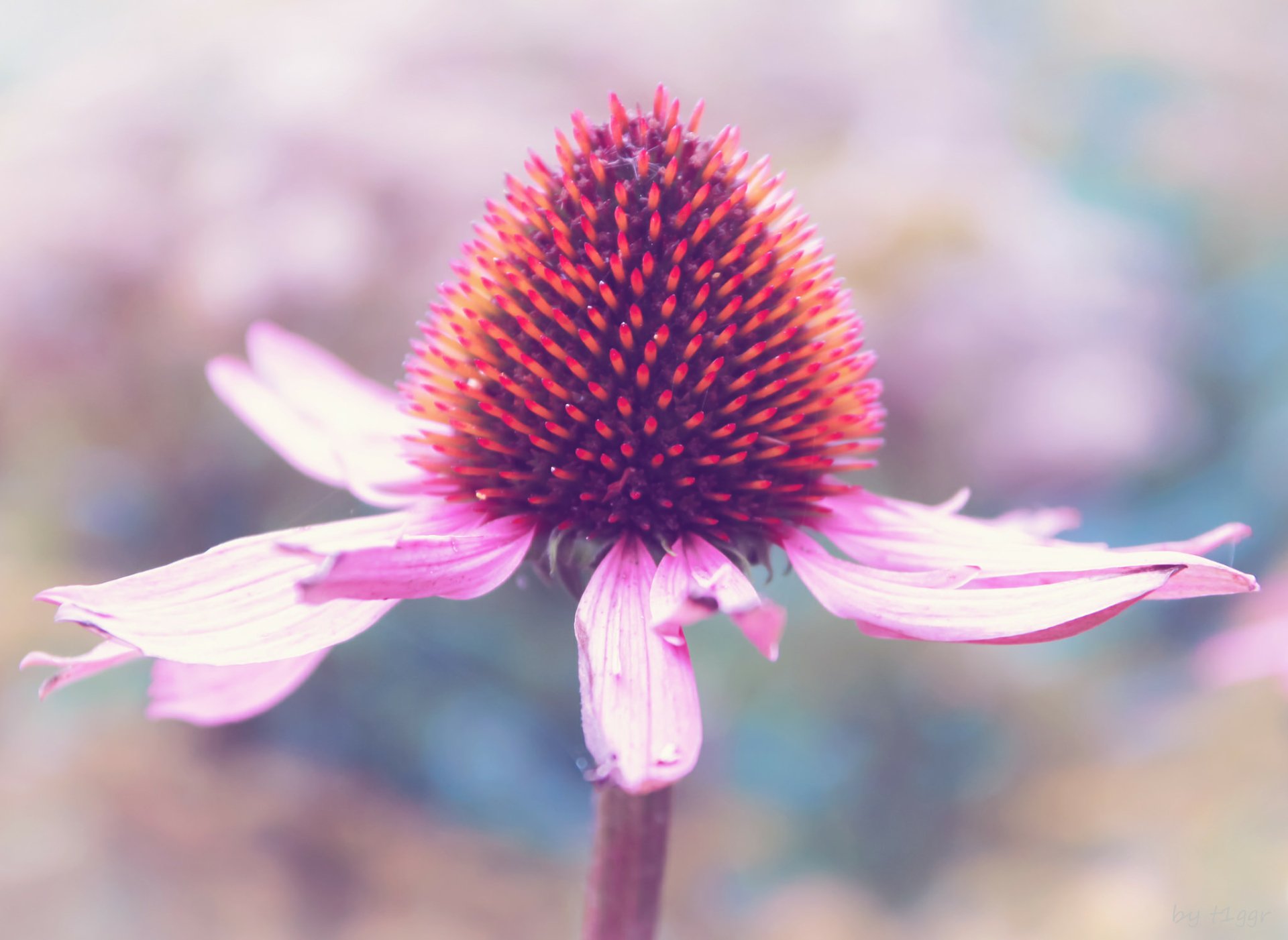 HD desktop wallpaper featuring a close-up of a vibrant echinacea flower with a bokeh background.