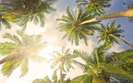 nature palm tree HD Desktop Wallpaper | Background Image