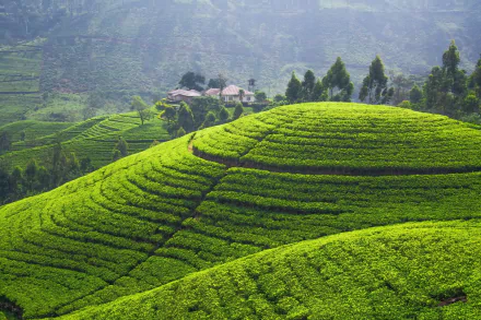 Lush green tea plantation on rolling hills in Sri Lanka, showcasing vibrant man-made terraces under a misty sky, captured in HD for a desktop wallpaper background.