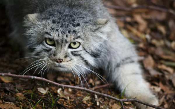 Close-up HD desktop wallpaper of a Pallas's cat stalking through a forest floor covered in leaves and twigs.