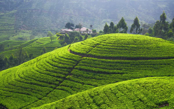 Sri Lanka man made tea plantation HD Desktop Wallpaper | Background Image