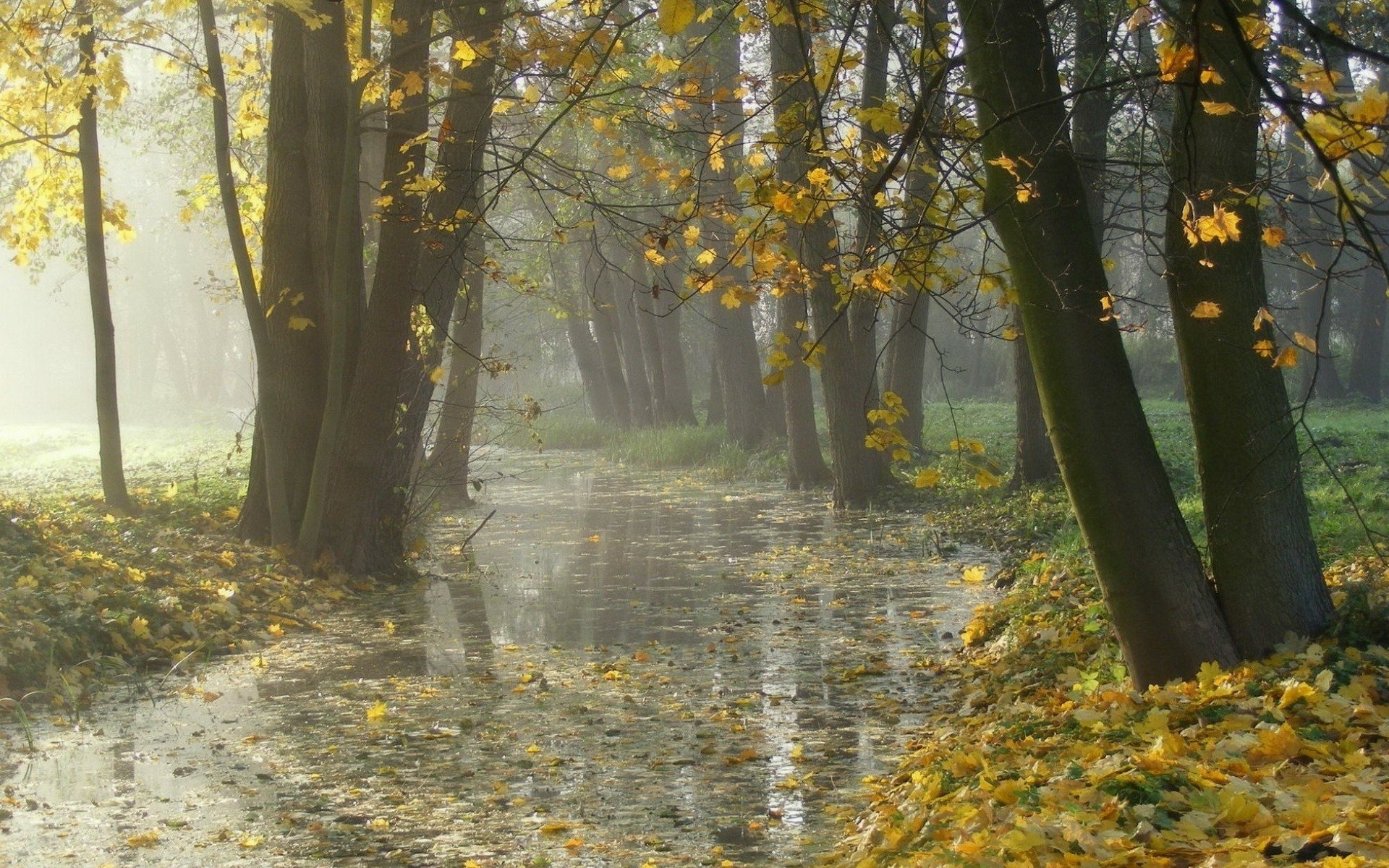 Autumn Mist: Serene Forest Stream HD Wallpaper | 1920x1200 | Wallpaper ...