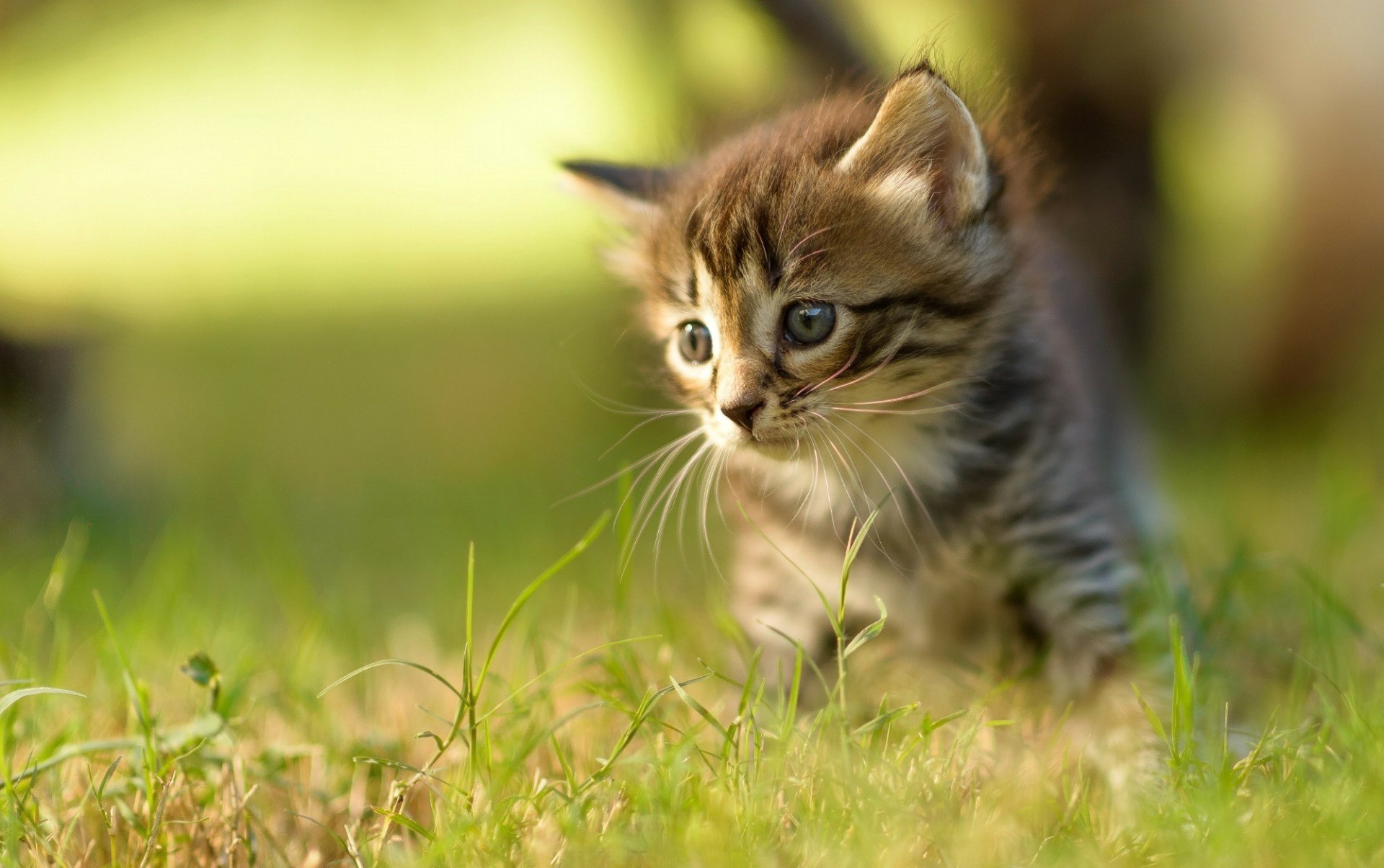 HD PC desktop wallpaper featuring a close-up of a curious kitten exploring green grass, showcasing the charm of an adorable animal cat in natural light.