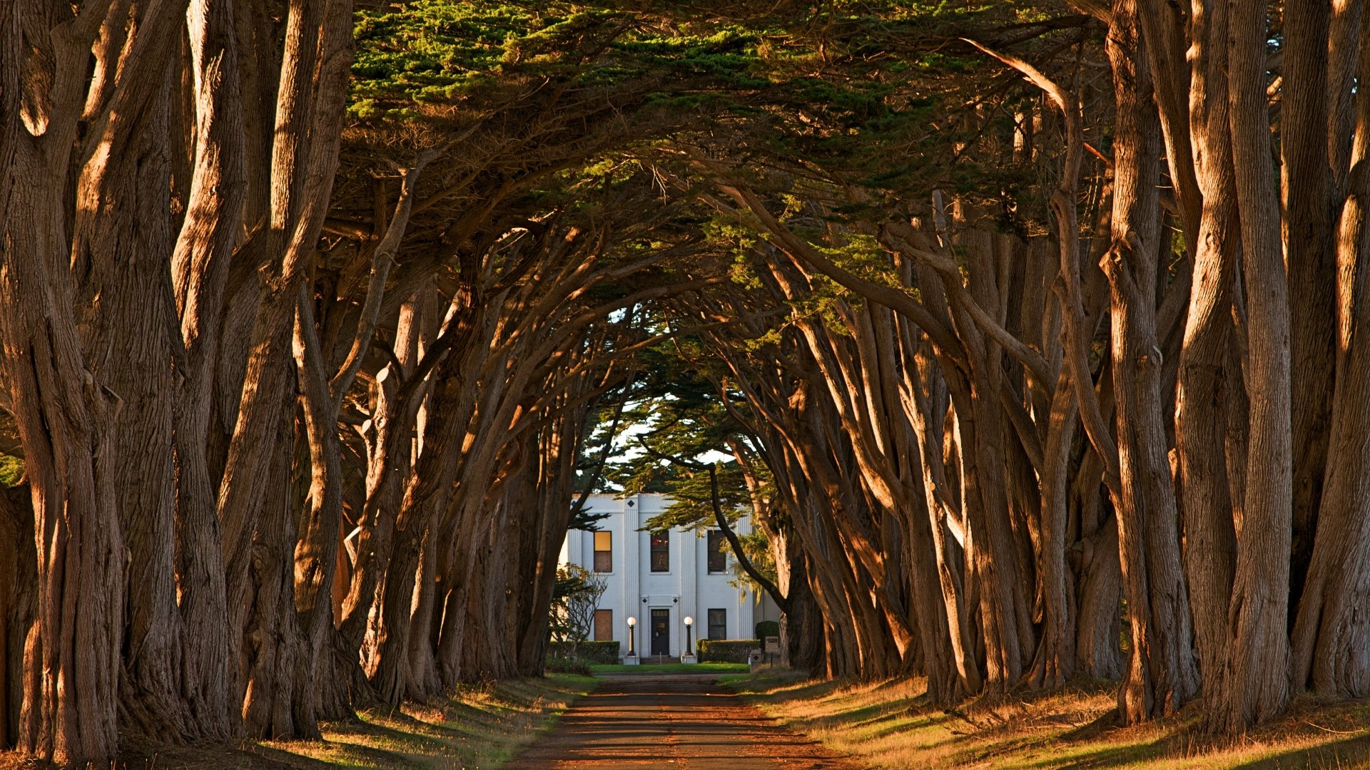 4K Ultra HD wallpaper showing a man-made tree tunnel over a road leading to a white house, framed by dense, sunlit branches.