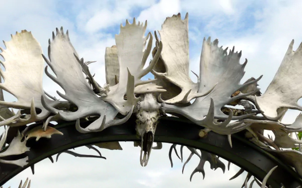 man made Antler Arch HD Desktop Wallpaper | Background Image