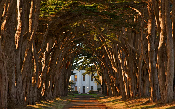 4K Ultra HD wallpaper showing a man-made tree tunnel over a road leading to a white house, framed by dense, sunlit branches.