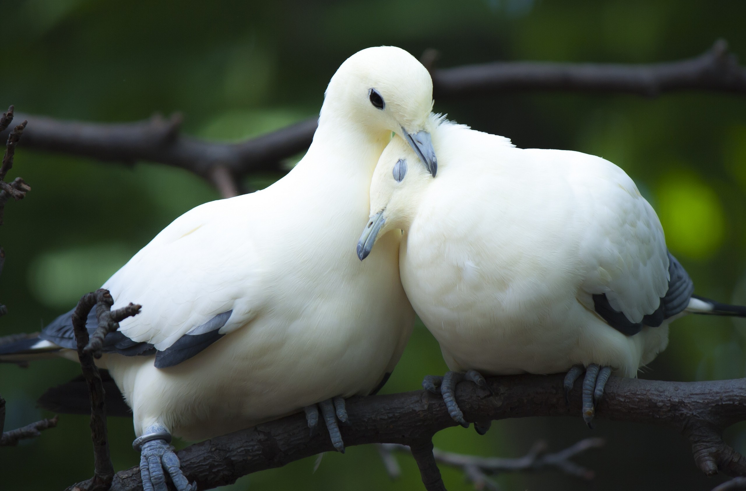 Download Branch White Dove Couple Animal Dove Hd Wallpaper