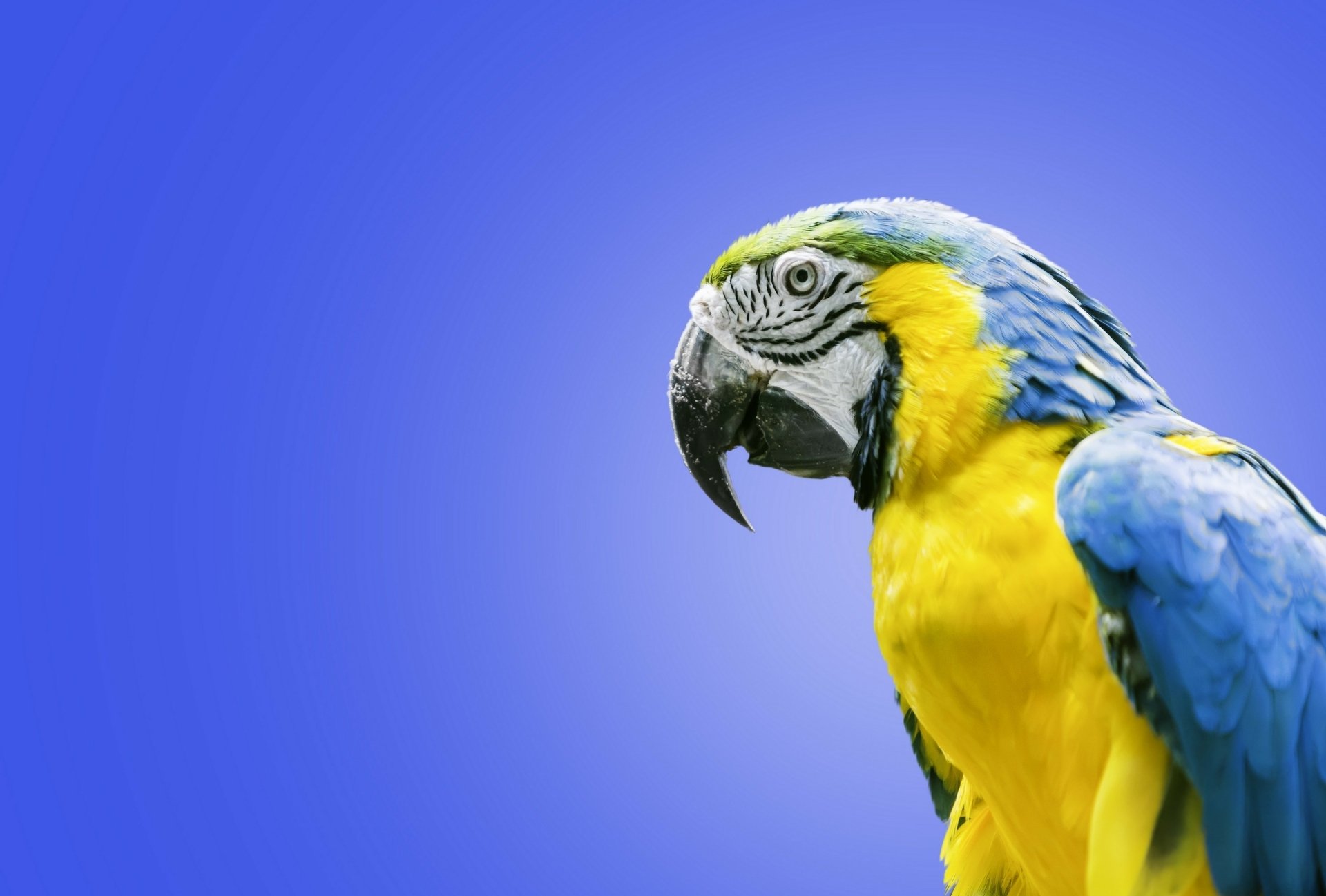 Download Parrot Macaw Animal Blue And Yellow Macaw Blue And Yellow