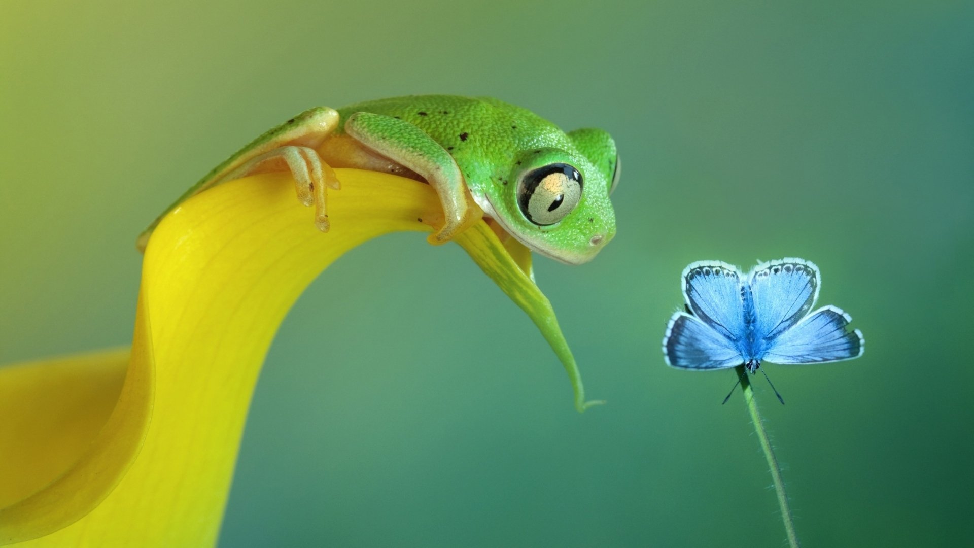 A vibrant green frog leans over a bright yellow leaf, curiously observing a delicate blue butterfly, set against a soft, green background in this captivating HD wallpaper.