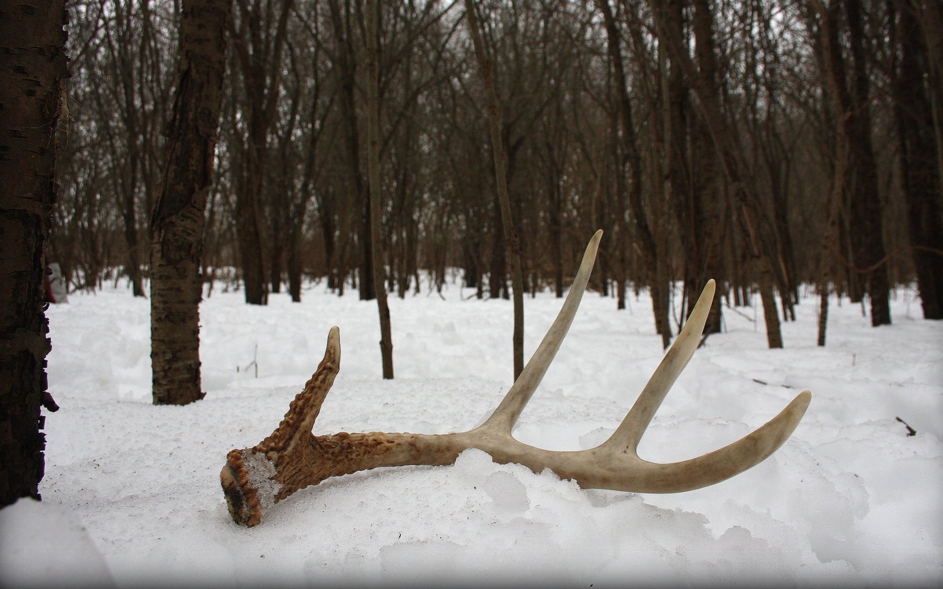 Photography Antler HD Wallpaper