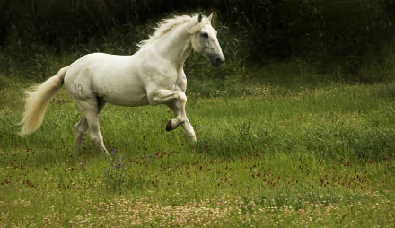 HD PC desktop wallpaper and background of an animal: a white horse galloping across a grassy course with trees behind.