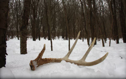 photography antler HD Desktop Wallpaper | Background Image