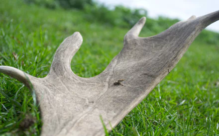 photography antler HD Desktop Wallpaper | Background Image