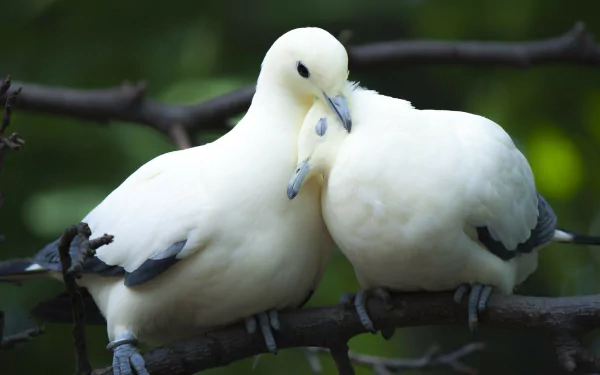 A pair of white doves nuzzle together on a branch, symbolizing love and tranquility. This serene image makes a beautiful HD desktop wallpaper background.
