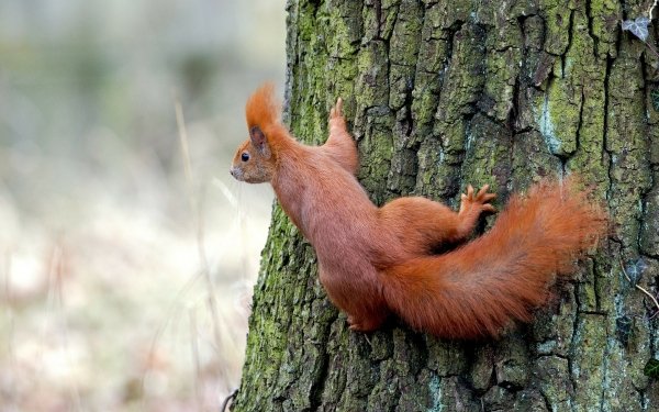 Animal Squirrel Trunk Rodent HD Wallpaper | Background Image