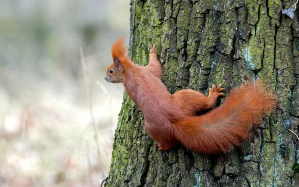 rodent trunk Animal squirrel HD Desktop Wallpaper | Background Image