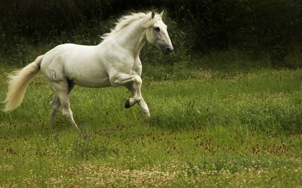 Animal Horse Course HD Wallpaper | Background Image