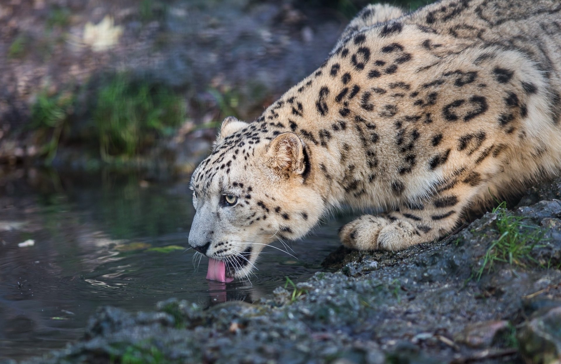 Close-up HD PC desktop wallpaper of a snow leopard drinking water by a rocky stream, showcasing its distinctive spotted fur and intense gaze.
