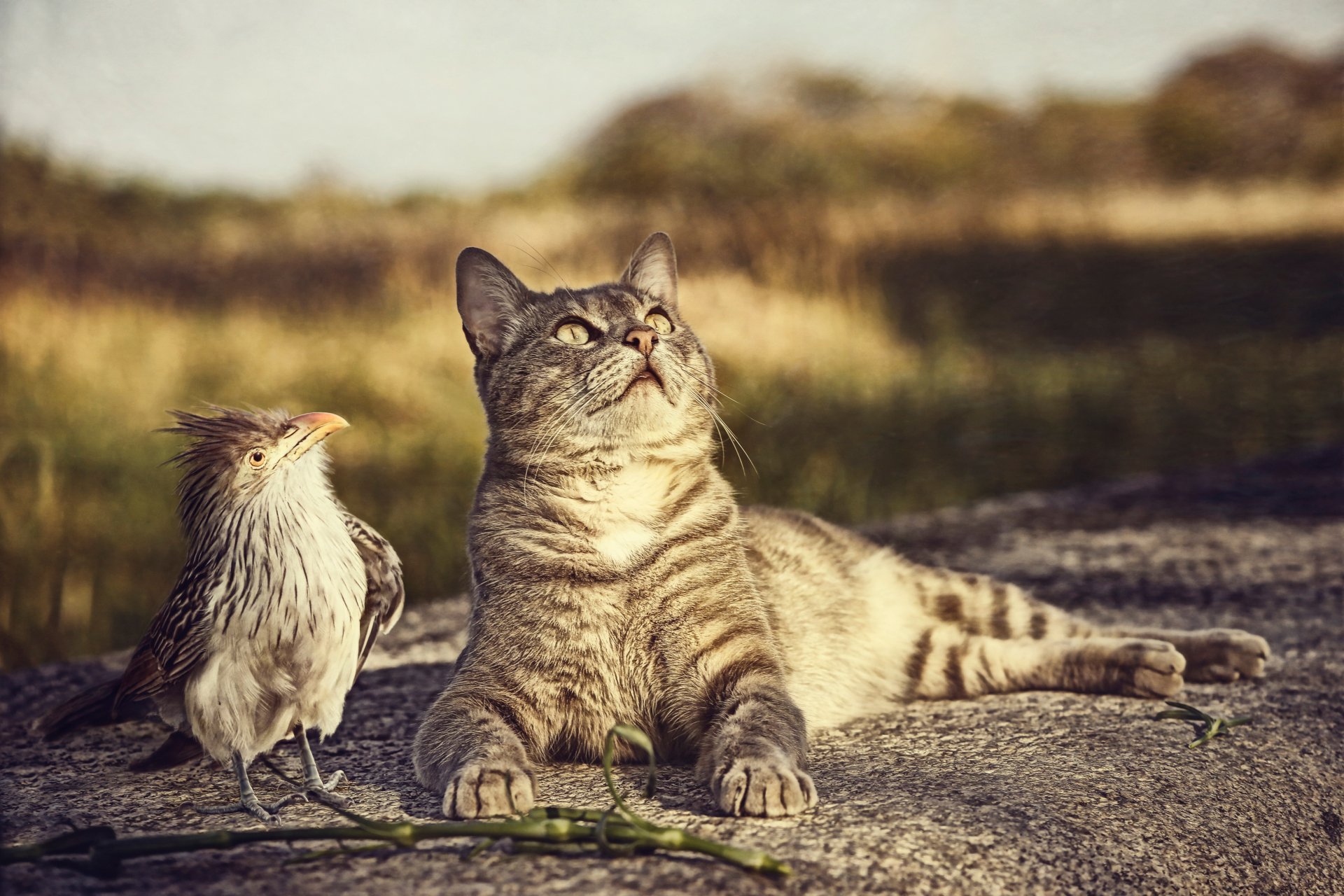 A tabby cat gazes upwards while a small bird stands nearby, set against a natural background. This HD desktop wallpaper captures the intriguing interaction between the two animals.
