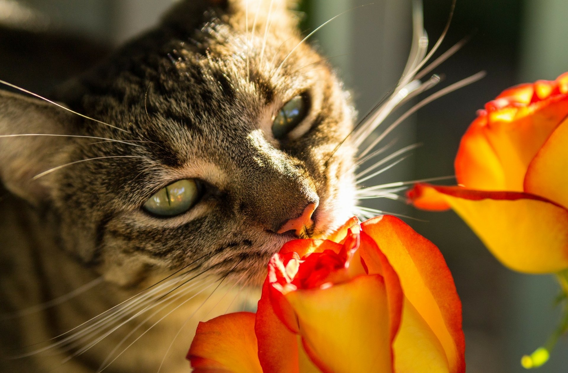 The Cat and the Rose