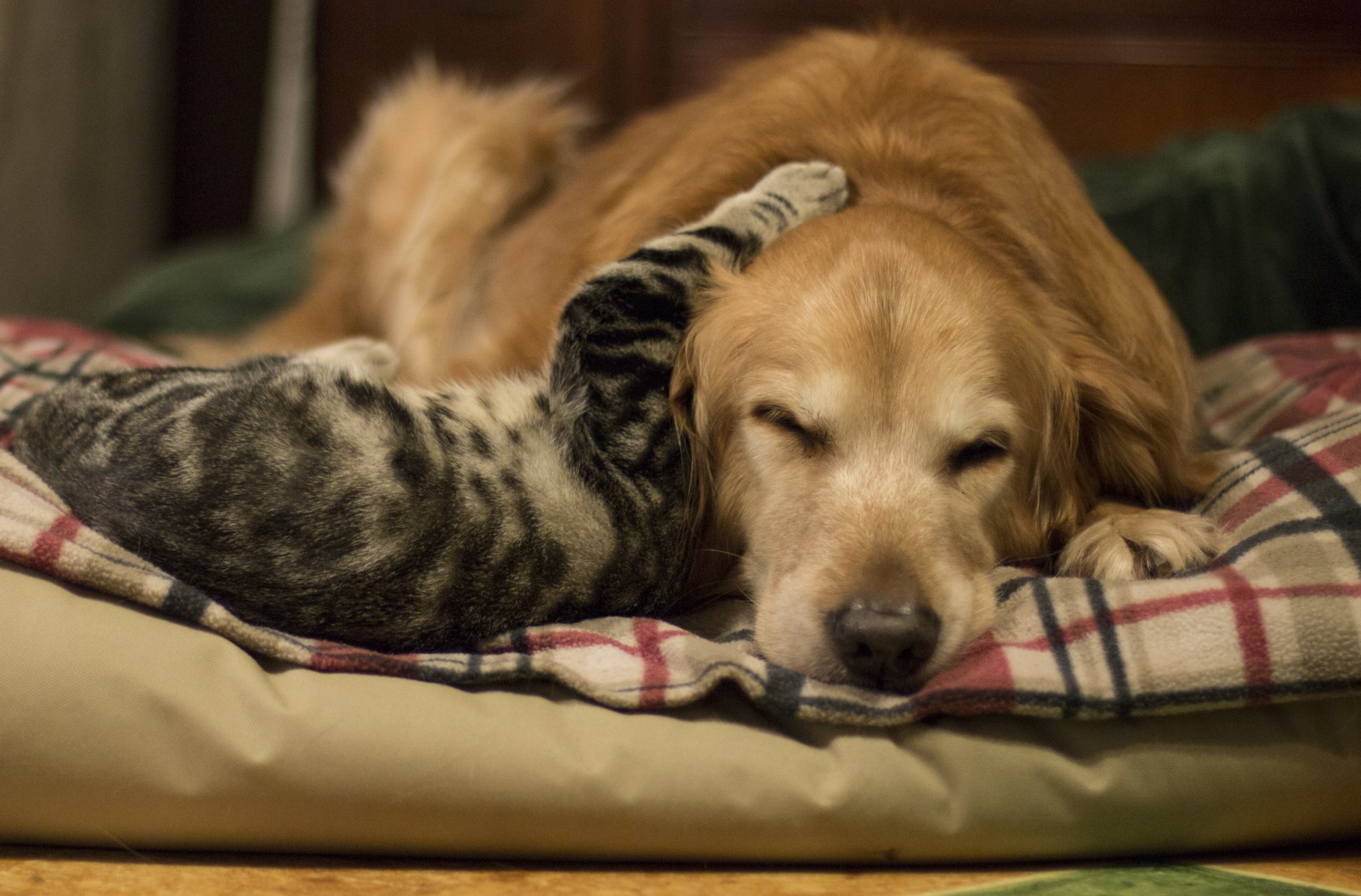 4K Ultra HD PC desktop wallpaper of an animal scene: a golden retriever and a tabby cat cuddling on a plaid bed, the cat draping a paw over the dog's forehead.