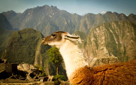 Animal alpaca HD Desktop Wallpaper | Background Image