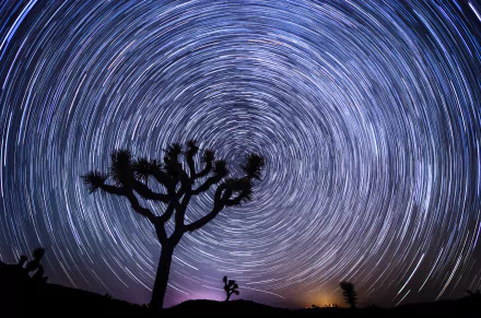 A 4K Ultra HD nature wallpaper featuring a striking time-lapse star trail circling above silhouetted desert trees at night.