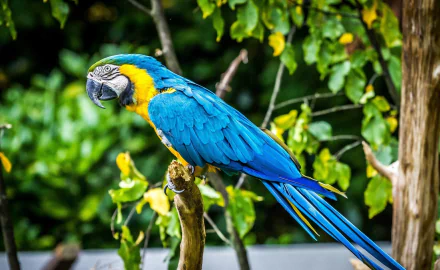 A vibrant blue-and-yellow macaw perched on a branch, surrounded by lush greenery. This striking parrot adds a splash of color to any HD desktop wallpaper or background.