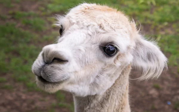 Animal alpaca HD Desktop Wallpaper | Background Image