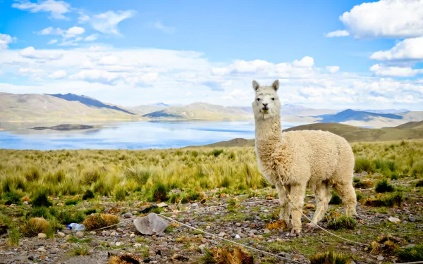 Animal alpaca HD Desktop Wallpaper | Background Image