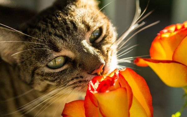 Animal Cat Cats Rose Perfume HD Wallpaper | Background Image