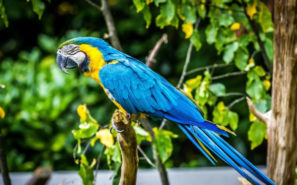 A vibrant blue-and-yellow macaw perched on a branch, surrounded by lush greenery. This striking parrot adds a splash of color to any HD desktop wallpaper or background.