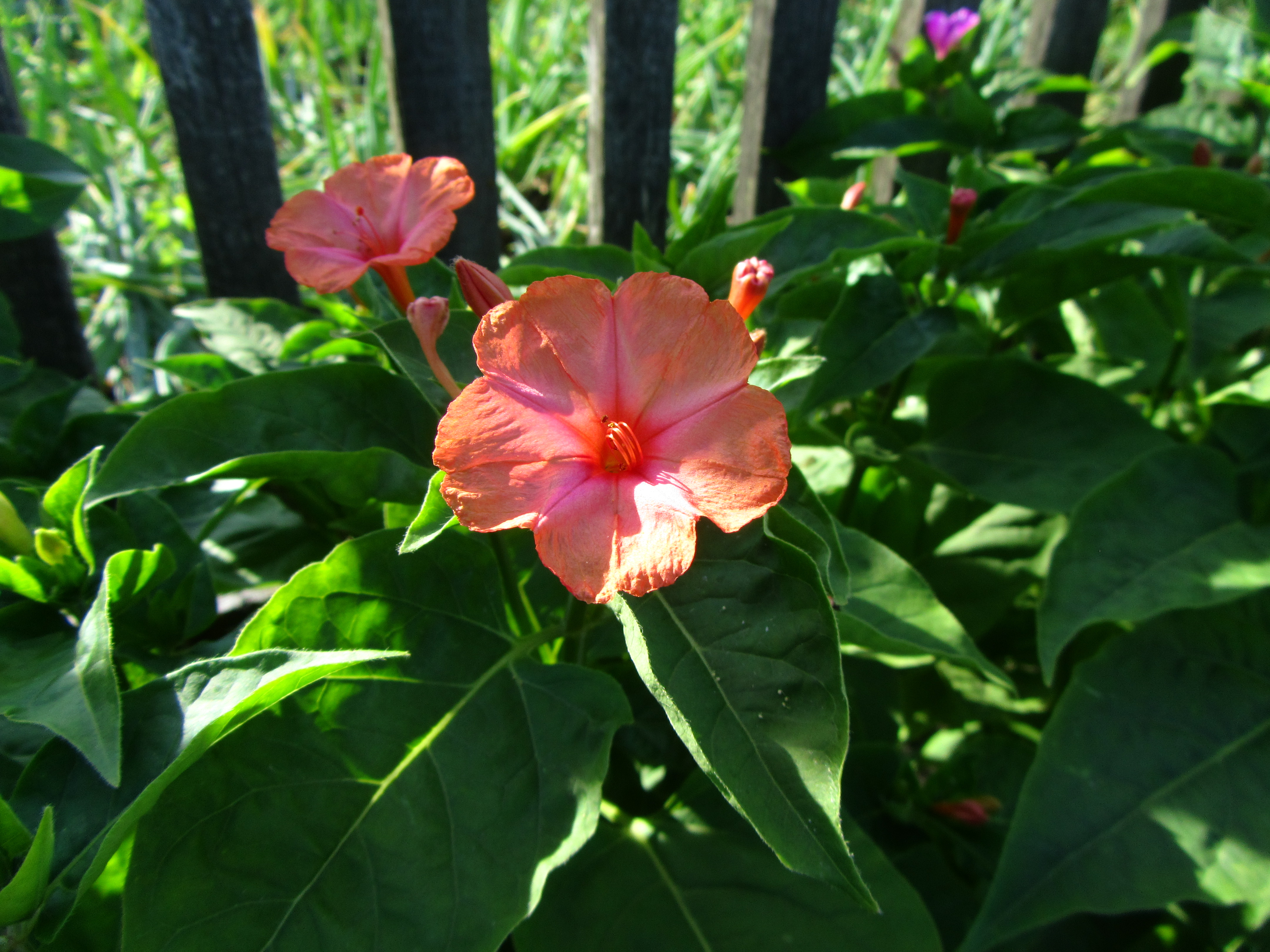 Download Nature Flower 4k Ultra HD Wallpaper by Vergilius