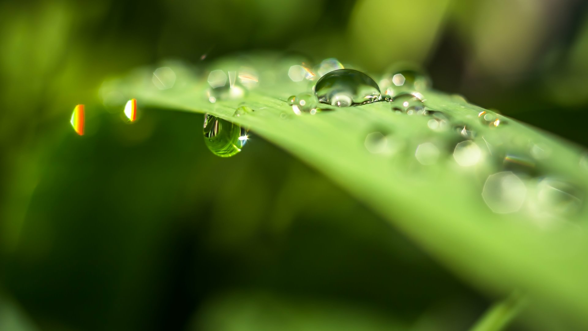 Download Nature Water Drop 4k Ultra HD Wallpaper