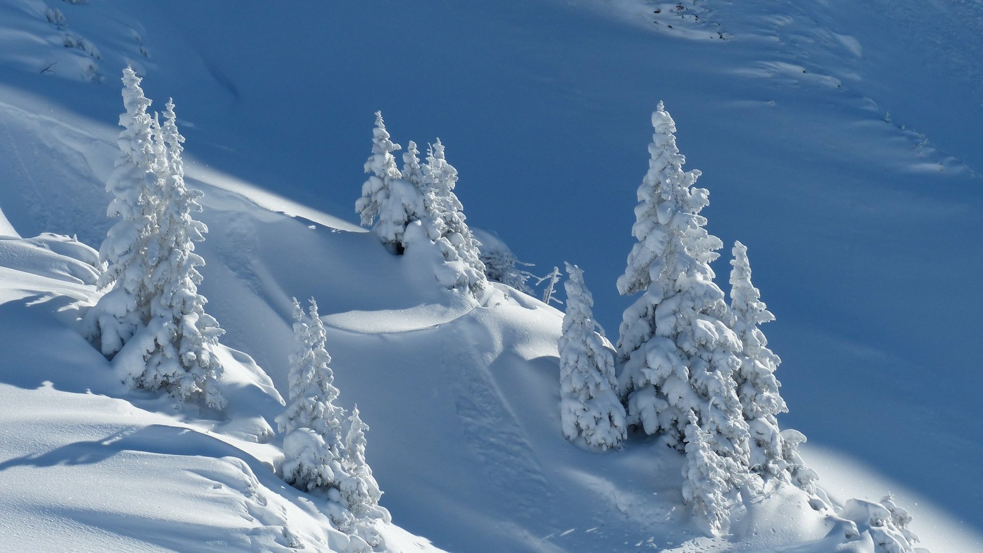 Snow-covered pine trees stand on a quiet hillside under soft blue light, capturing the serene beauty of winter in a 4K Ultra HD nature scene.