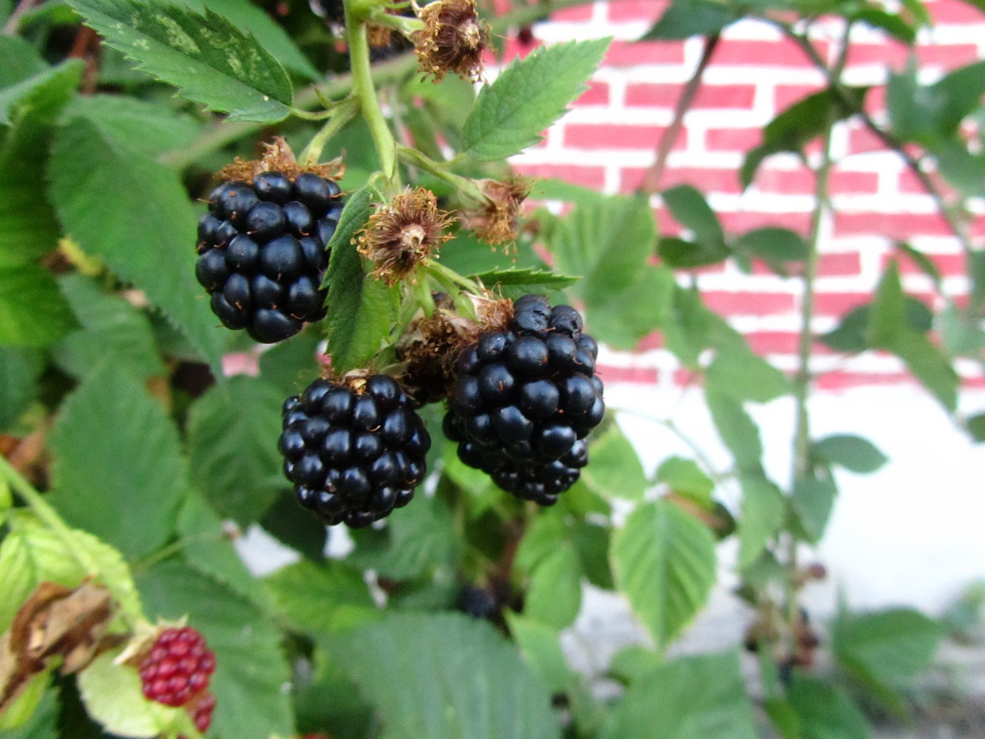 Download Food Berry 4k Ultra HD Wallpaper by Vergilius