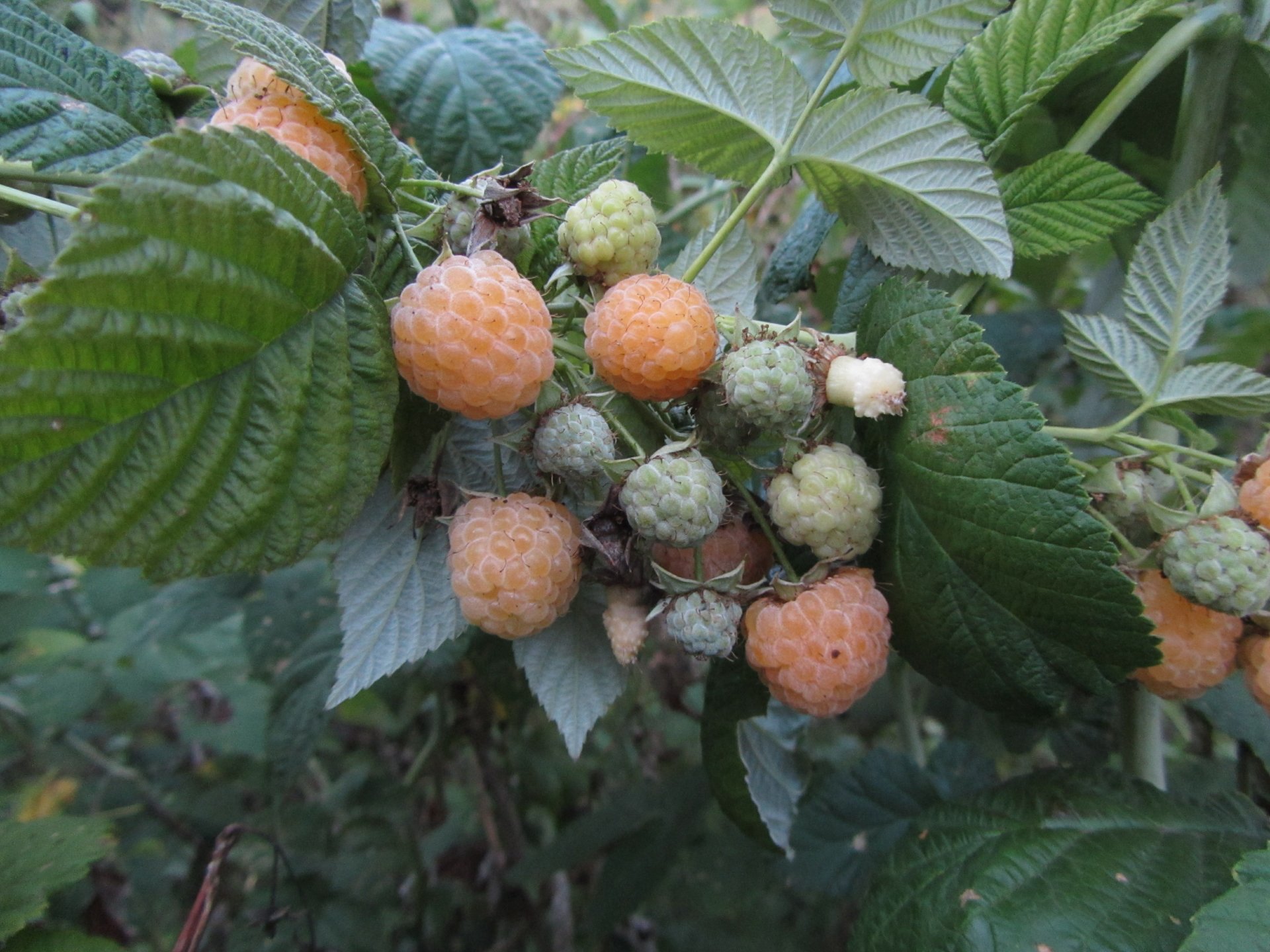 Download Food Berry 4k Ultra HD Wallpaper by Vergilius