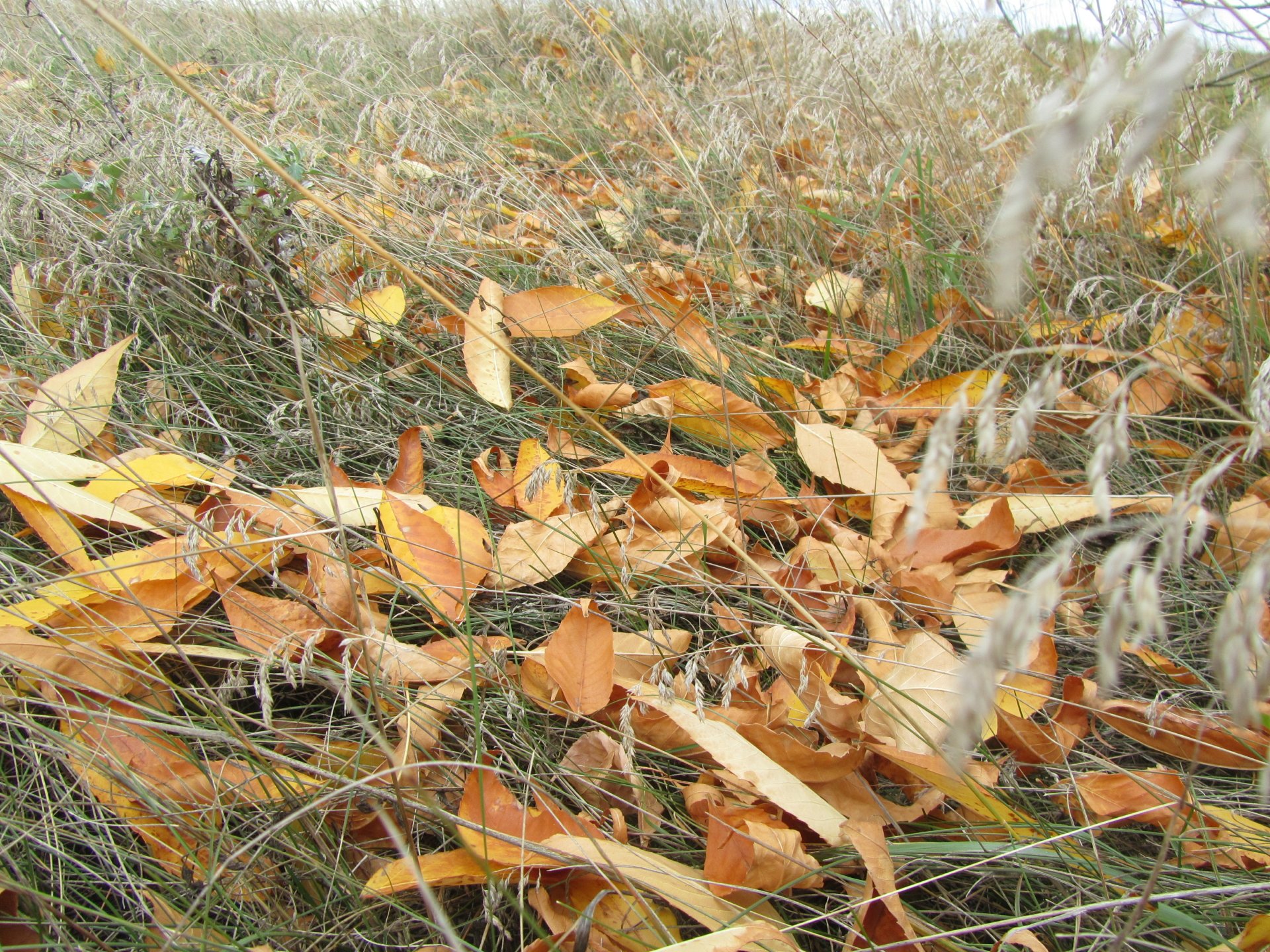 Download Nature Leaf 4k Ultra HD Wallpaper by Vergilius