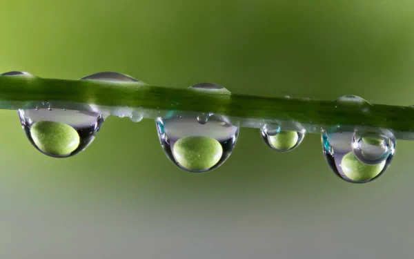 Close-up of water droplets hanging from a green blade of grass, captured in stunning 4K Ultra HD clarity, highlighting the delicate beauty of nature.