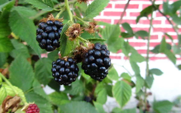 food berry HD Desktop Wallpaper | Background Image