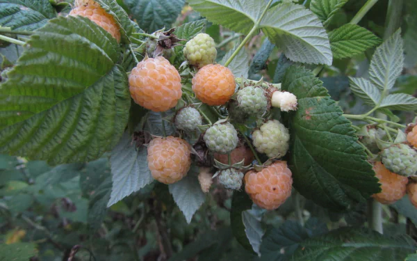 food berry HD Desktop Wallpaper | Background Image