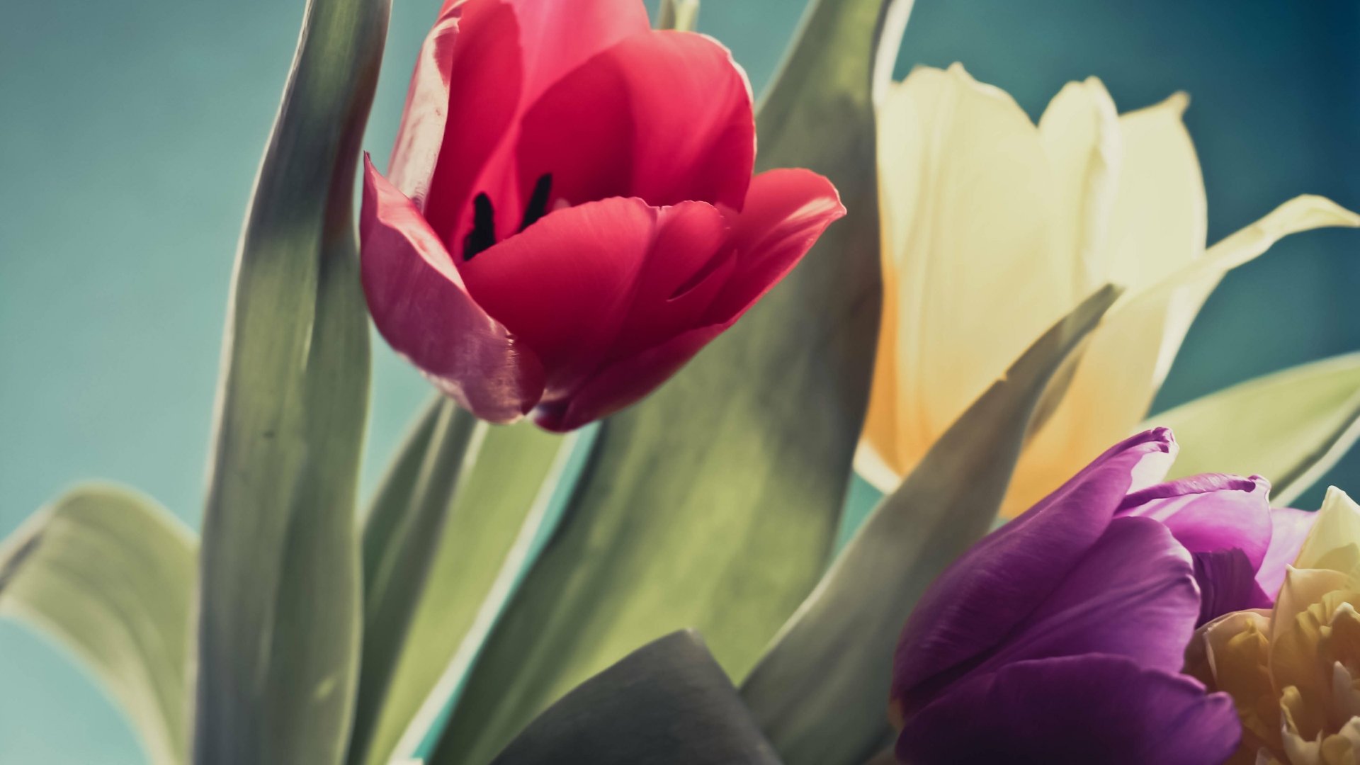 Download Nature Tulip 4k Ultra HD Wallpaper by Olivia Henry