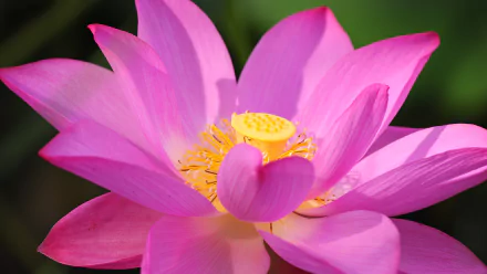 Vibrant pink lotus flower with intricate yellow center, set against a lush green background. A stunning 4K Ultra HD desktop wallpaper capturing the beauty of nature.