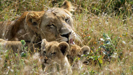 A lioness grooming her cubs in tall grass, captured in stunning detail as a 4K Ultra HD PC desktop wallpaper and background.