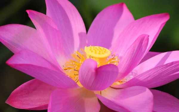 Vibrant pink lotus flower with intricate yellow center, set against a lush green background. A stunning 4K Ultra HD desktop wallpaper capturing the beauty of nature.