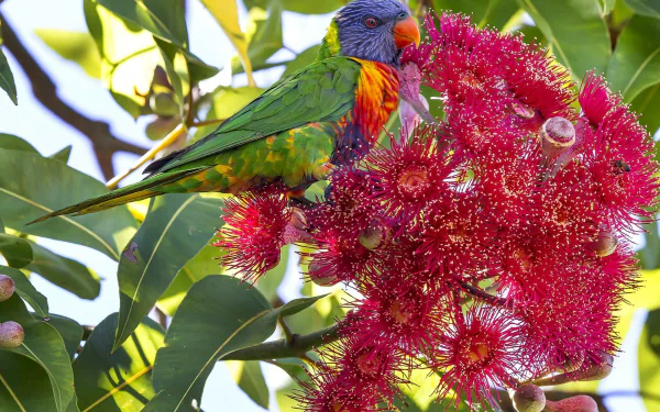 A vibrant rainbow lorikeet perched on bright red corymbia ficifolia blossoms surrounded by lush green leaves, captured in HD for a vivid desktop wallpaper.
